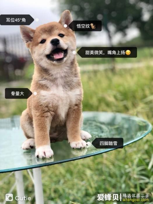 购买柴犬如何防骗？怎么样识别黑心犬舍？-5.jpg