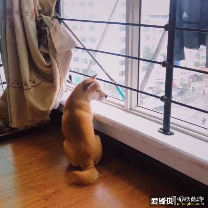 购买柴犬如何防骗？怎么样识别黑心犬舍？-4.jpg