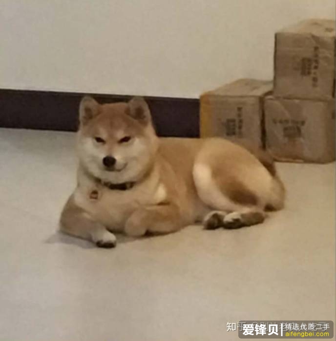 购买柴犬如何防骗？怎么样识别黑心犬舍？-4.jpg