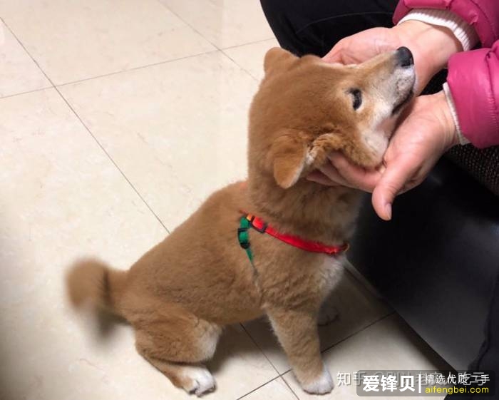 购买柴犬如何防骗？怎么样识别黑心犬舍？-22.jpg