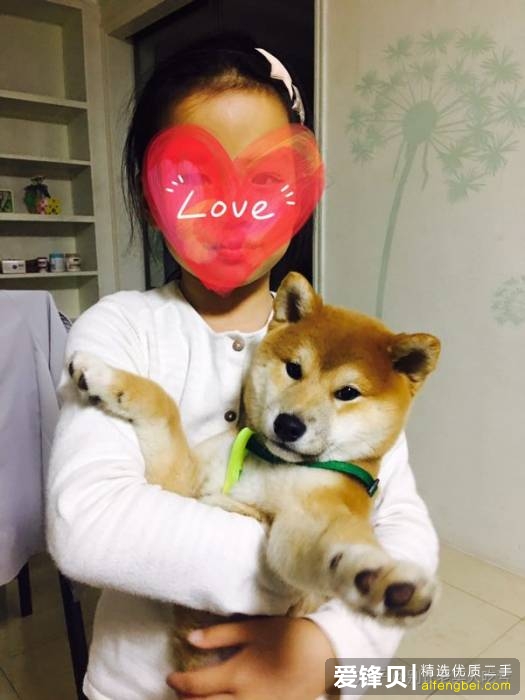 购买柴犬如何防骗？怎么样识别黑心犬舍？-23.jpg