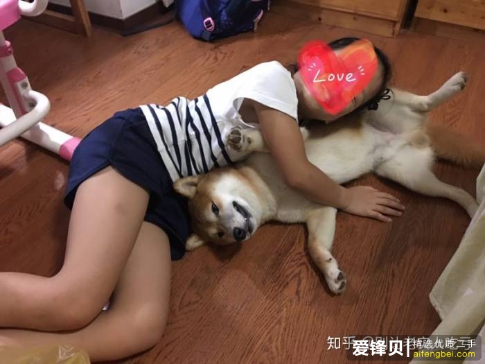 购买柴犬如何防骗？怎么样识别黑心犬舍？-26.jpg