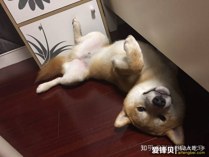 购买柴犬如何防骗？怎么样识别黑心犬舍？-29.jpg