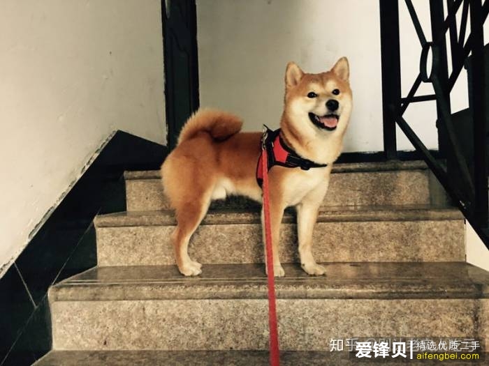 购买柴犬如何防骗？怎么样识别黑心犬舍？-34.jpg