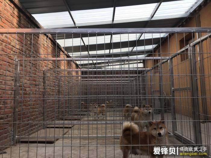 购买柴犬如何防骗？怎么样识别黑心犬舍？-15.jpg