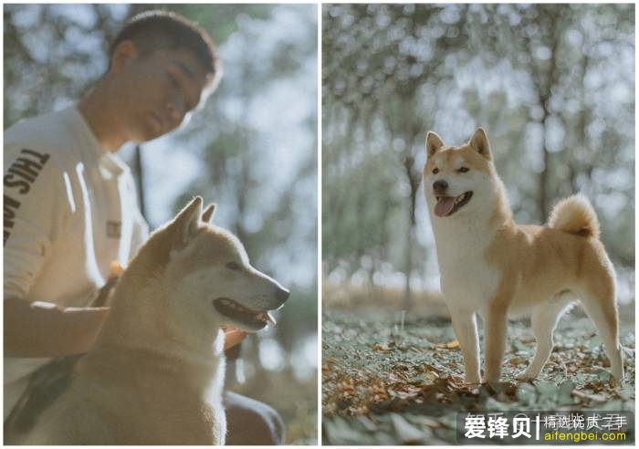 购买柴犬如何防骗？怎么样识别黑心犬舍？-39.jpg