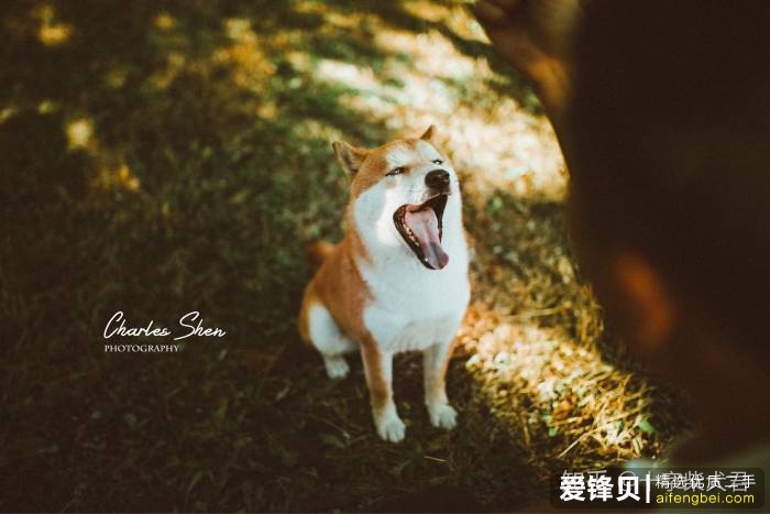 购买柴犬如何防骗？怎么样识别黑心犬舍？-38.jpg