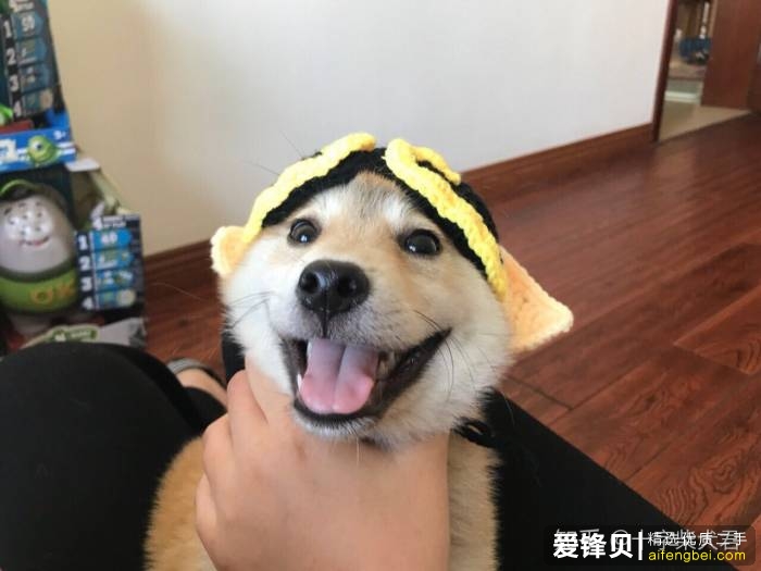 购买柴犬如何防骗？怎么样识别黑心犬舍？-42.jpg