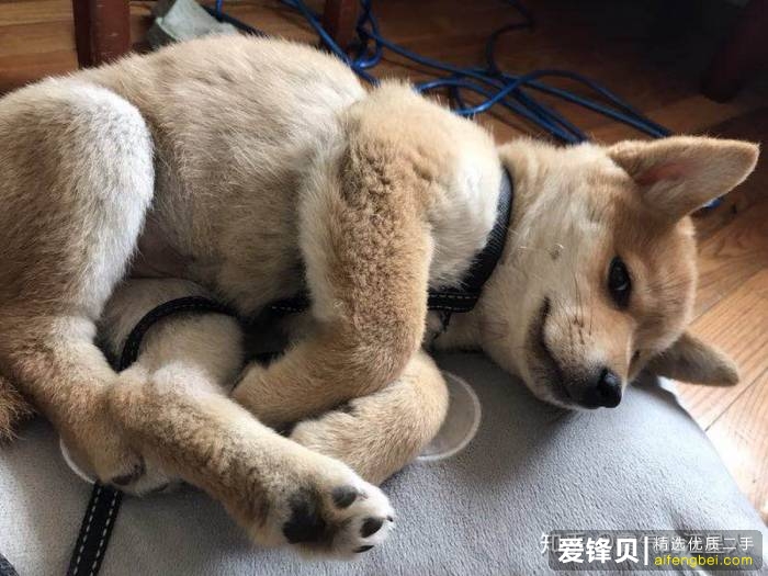 购买柴犬如何防骗？怎么样识别黑心犬舍？-3.jpg