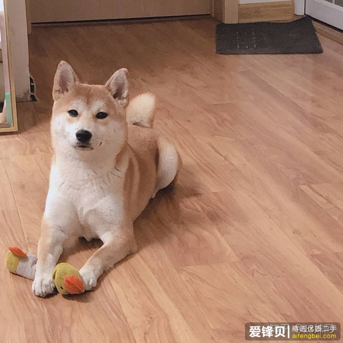 购买柴犬如何防骗？怎么样识别黑心犬舍？-1.jpg