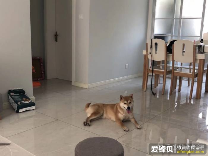 购买柴犬如何防骗？怎么样识别黑心犬舍？-2.jpg