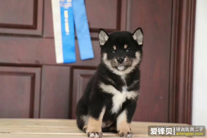 购买柴犬如何防骗？怎么样识别黑心犬舍？-5.jpg