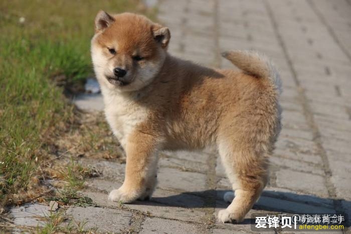 购买柴犬如何防骗？怎么样识别黑心犬舍？-7.jpg