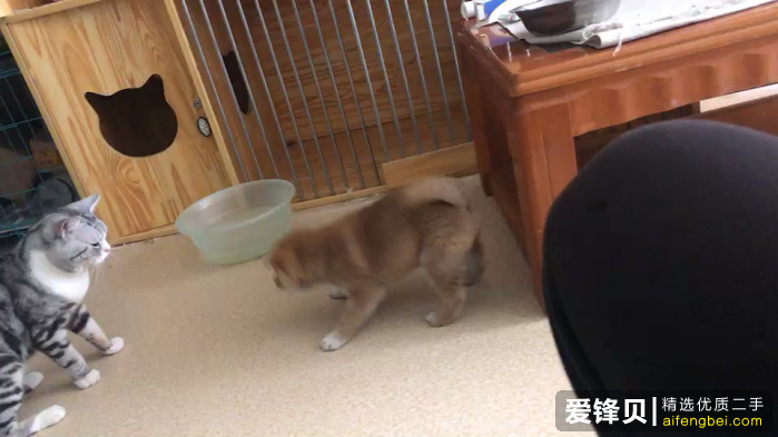 购买柴犬如何防骗？怎么样识别黑心犬舍？-11.png