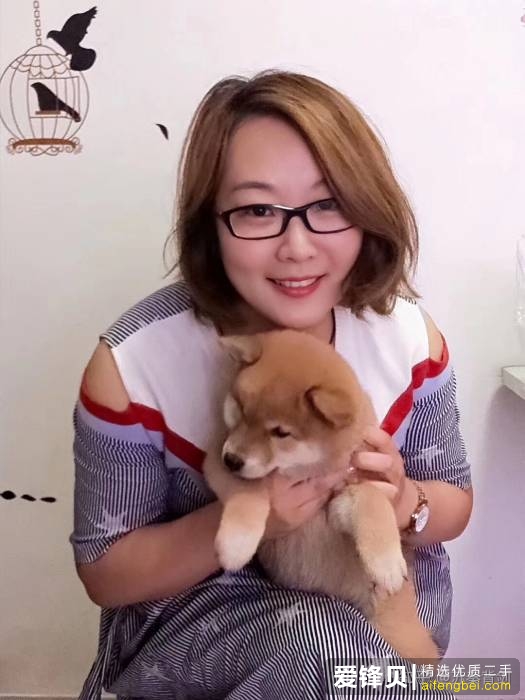 购买柴犬如何防骗？怎么样识别黑心犬舍？-12.jpg