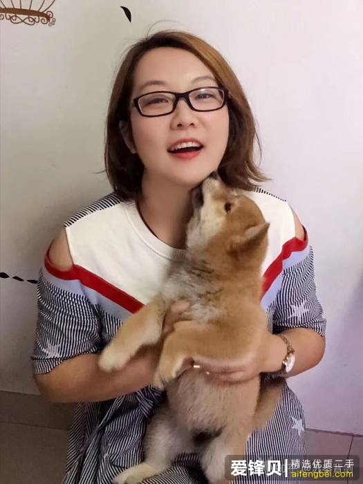 购买柴犬如何防骗？怎么样识别黑心犬舍？-13.jpg