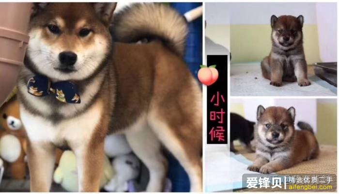 购买柴犬如何防骗？怎么样识别黑心犬舍？-17.jpg