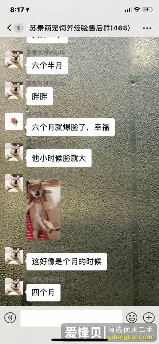 购买柴犬如何防骗？怎么样识别黑心犬舍？-18.jpg