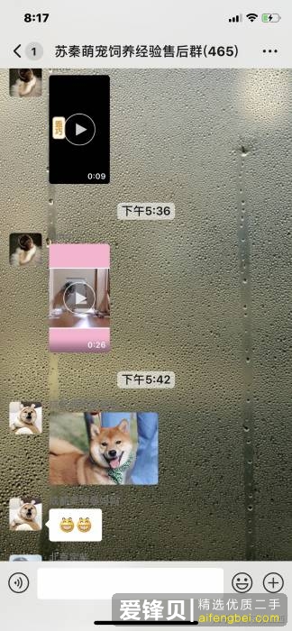 购买柴犬如何防骗？怎么样识别黑心犬舍？-19.jpg