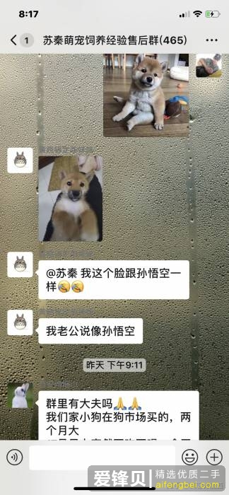 购买柴犬如何防骗？怎么样识别黑心犬舍？-20.jpg