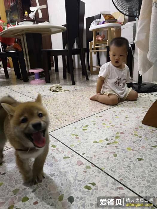 购买柴犬如何防骗？怎么样识别黑心犬舍？-2.jpg