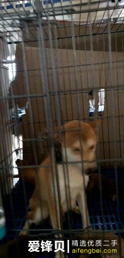 购买柴犬如何防骗？怎么样识别黑心犬舍？-5.jpg