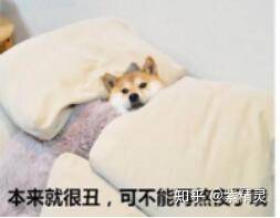 购买柴犬如何防骗？怎么样识别黑心犬舍？-2.jpg