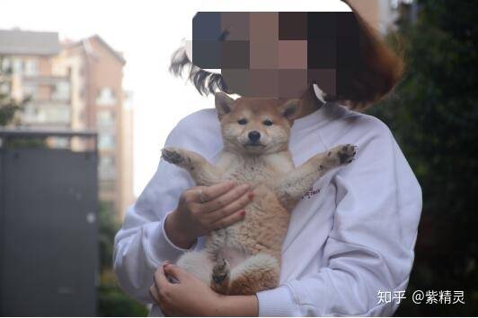 购买柴犬如何防骗？怎么样识别黑心犬舍？-1.jpg