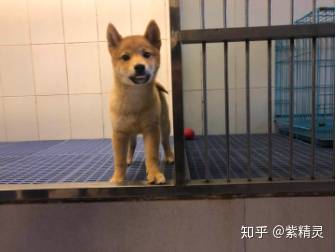 购买柴犬如何防骗？怎么样识别黑心犬舍？-10.jpg