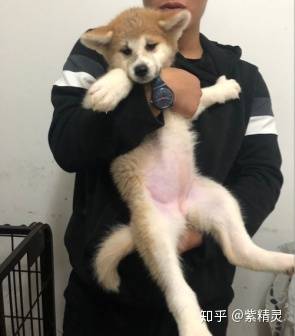 购买柴犬如何防骗？怎么样识别黑心犬舍？-15.jpg