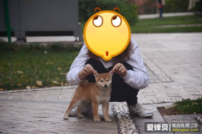 购买柴犬如何防骗？怎么样识别黑心犬舍？-22.jpg