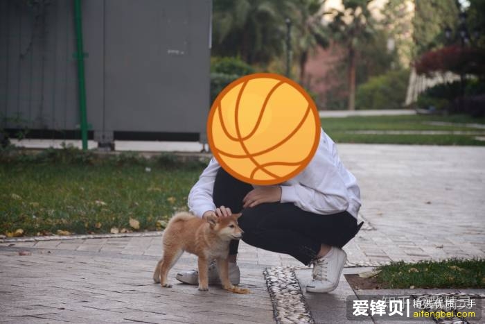 购买柴犬如何防骗？怎么样识别黑心犬舍？-24.jpg