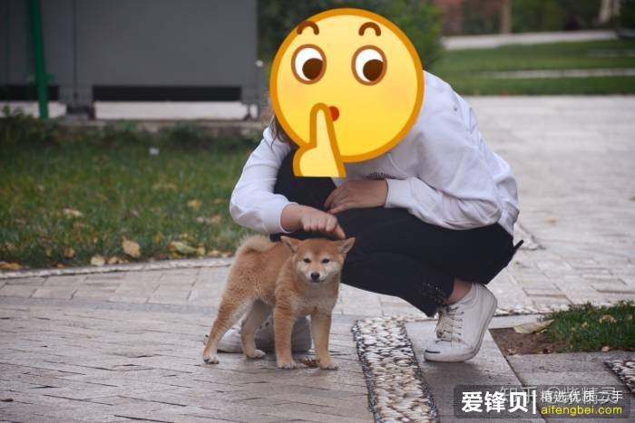 购买柴犬如何防骗？怎么样识别黑心犬舍？-23.jpg