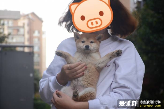 购买柴犬如何防骗？怎么样识别黑心犬舍？-26.jpg