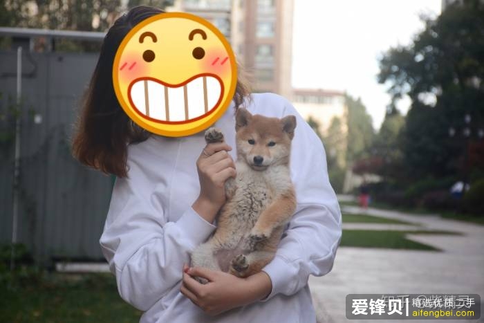 购买柴犬如何防骗？怎么样识别黑心犬舍？-25.jpg