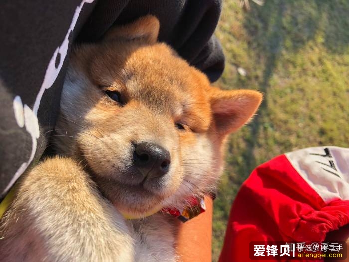 购买柴犬如何防骗？怎么样识别黑心犬舍？-12.jpg