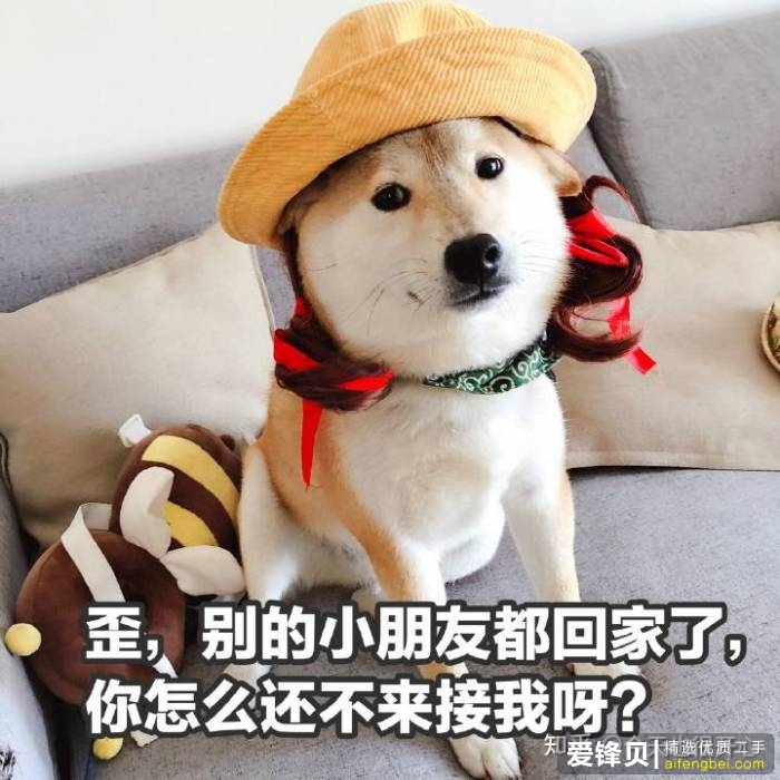 购买柴犬如何防骗？怎么样识别黑心犬舍？-1.jpg