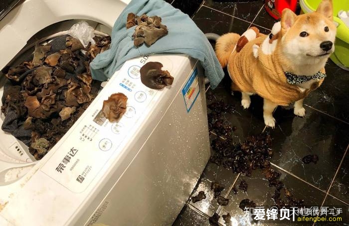 购买柴犬如何防骗？怎么样识别黑心犬舍？-3.jpg