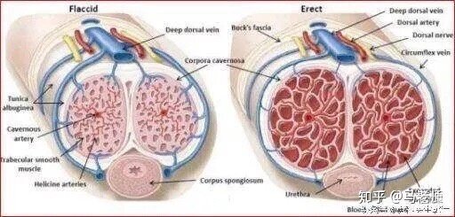 长期健身可以一定程度上提高性能力吗？-2.jpg