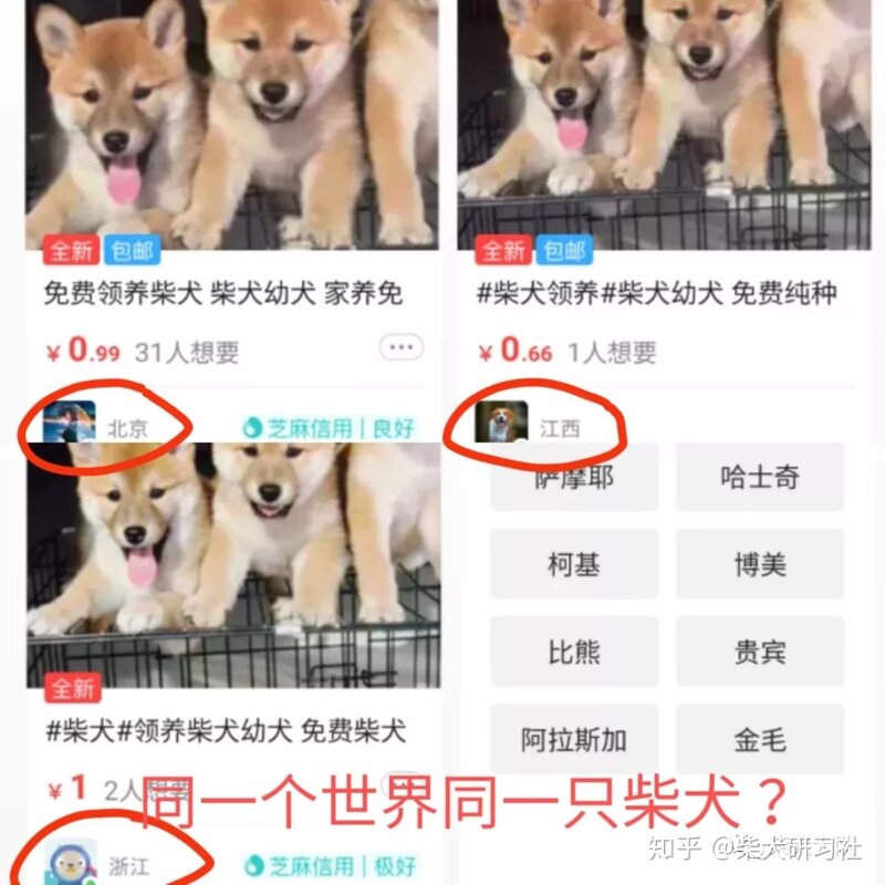 新手必看丨买狗常见的骗术大揭秘-2.jpg