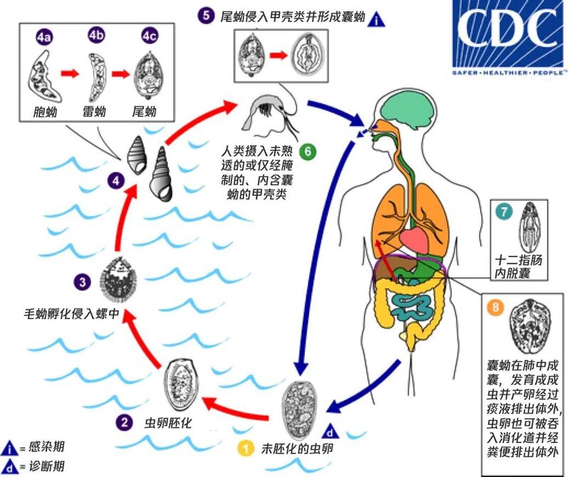 有哪些千万不能生吃的食物？-2.jpg