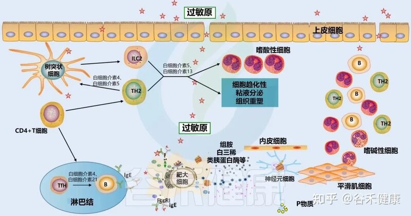 肠道微生物群在过敏性鼻炎中的作用-9.jpg