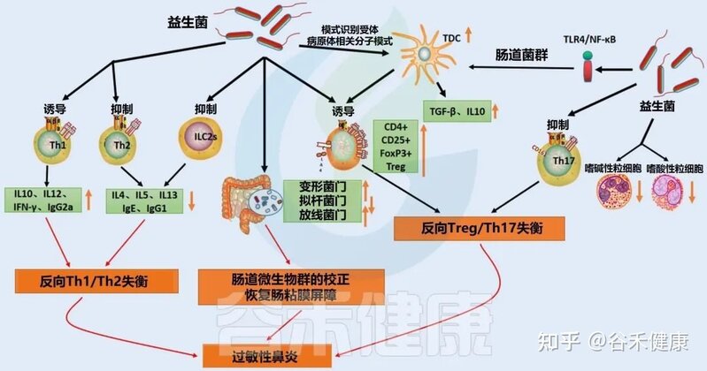 肠道微生物群在过敏性鼻炎中的作用-16.jpg