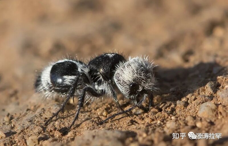 千奇百怪 一眼销魂！你见过这些长相最奇特的动物吗？（01 ...-41.jpg