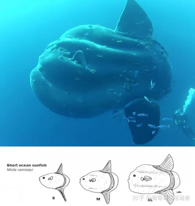 翻车鱼、Mola mola、太阳鱼、sunfish说的是一种鱼吗？-4.jpg