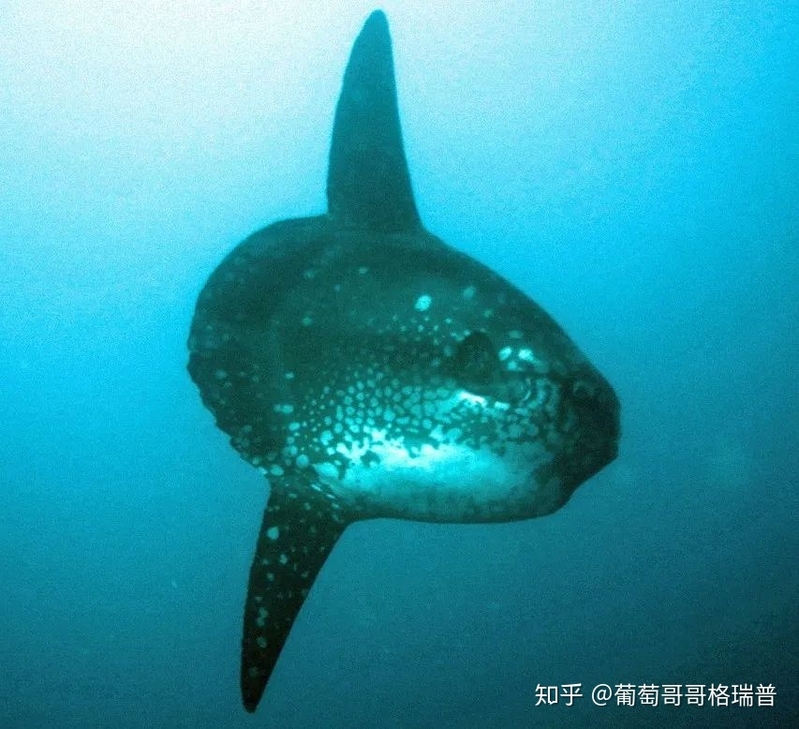 翻车鱼、Mola mola、太阳鱼、sunfish说的是一种鱼吗？-3.jpg