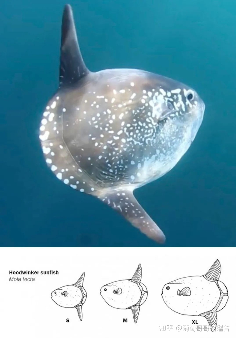 翻车鱼、Mola mola、太阳鱼、sunfish说的是一种鱼吗？-5.jpg