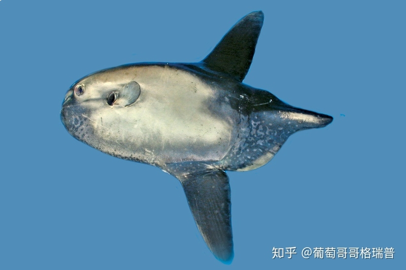 翻车鱼、Mola mola、太阳鱼、sunfish说的是一种鱼吗？-7.jpg