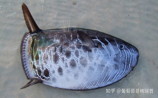 翻车鱼、Mola mola、太阳鱼、sunfish说的是一种鱼吗？-8.jpg