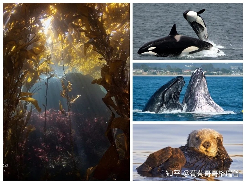 翻车鱼、Mola mola、太阳鱼、sunfish说的是一种鱼吗？-10.jpg